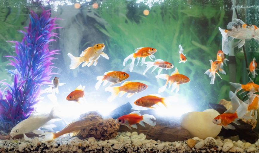 Aquarium Cleaning